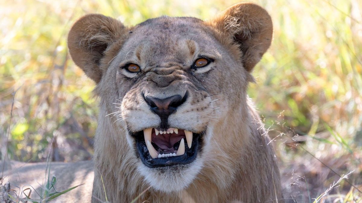 Lev se zakousl mladé Švédce na safari do šíje a zlomil jí dva obratle. Jako zázrakem přežila